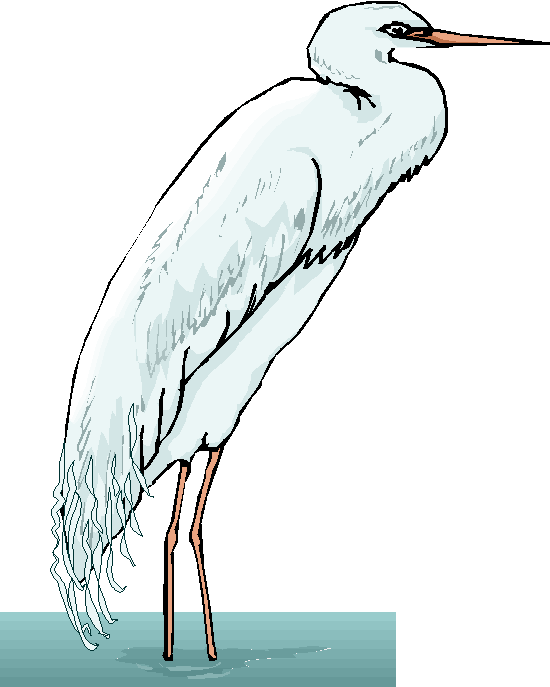 Egret