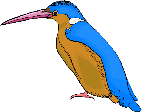 Kingfisher